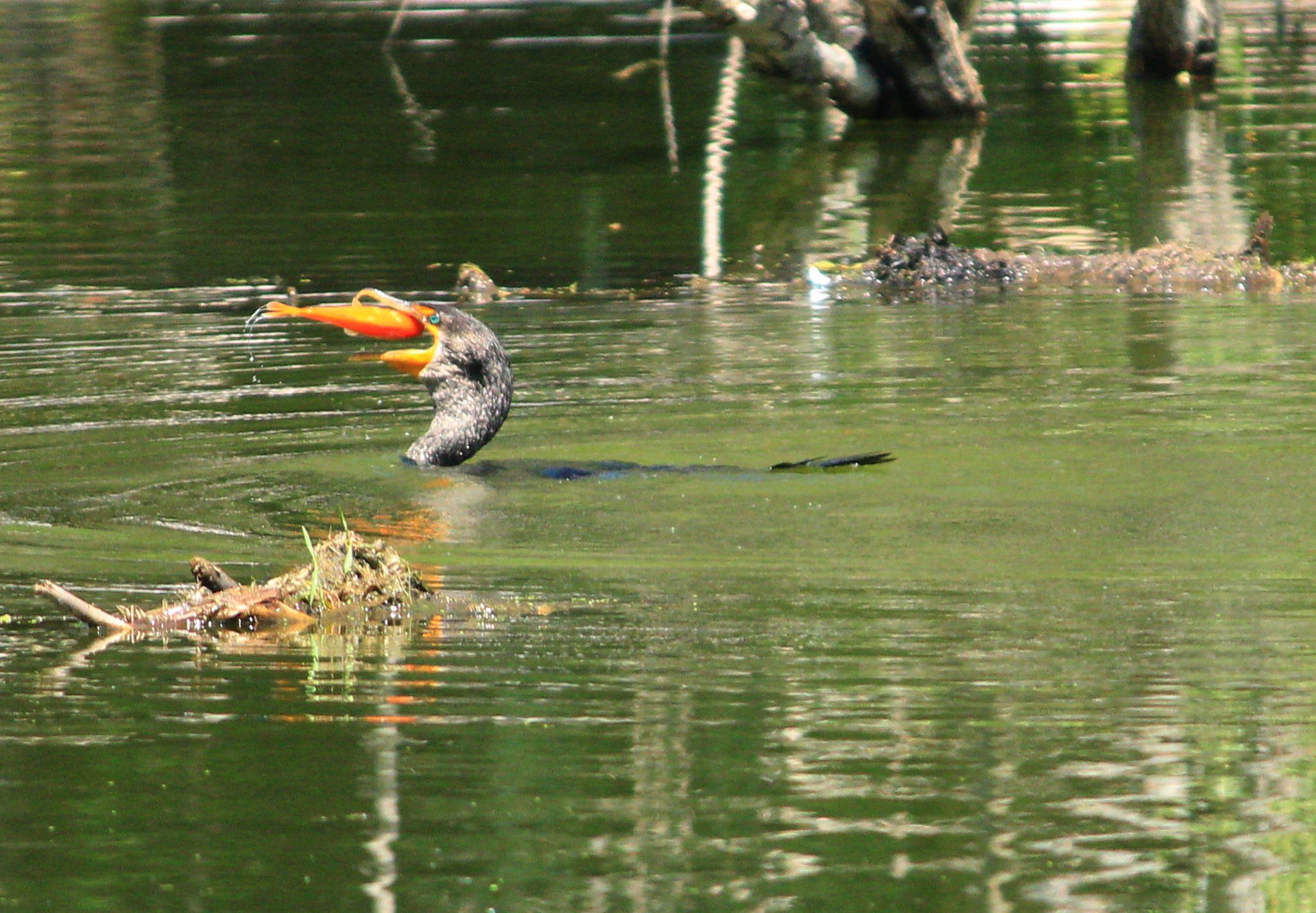 Double-crested Cormorant Getting Fish