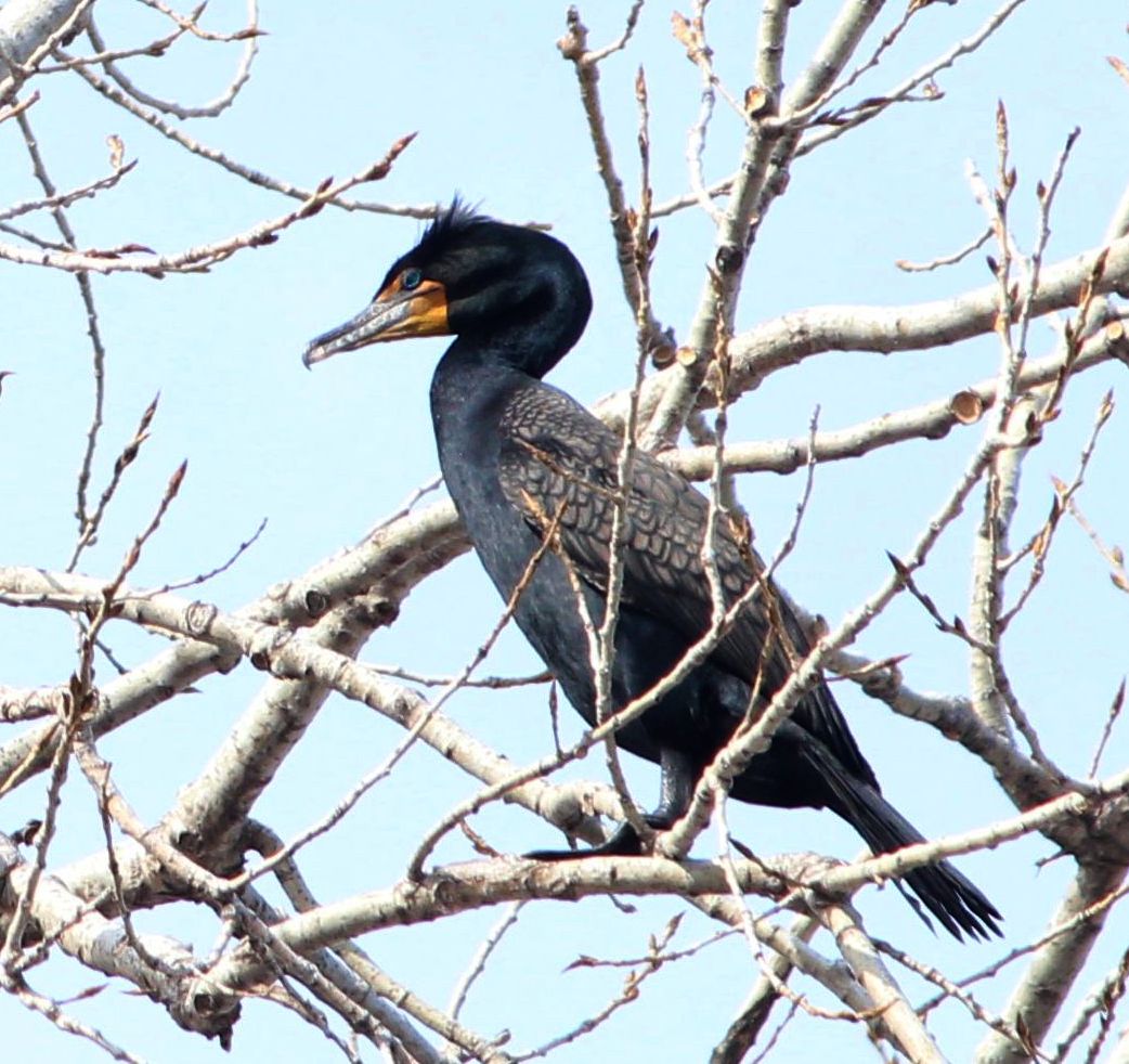 Double-crested Cormorant