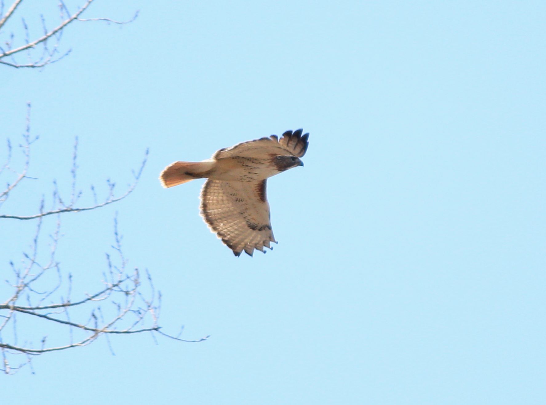 Flying Red Tailed Hawk