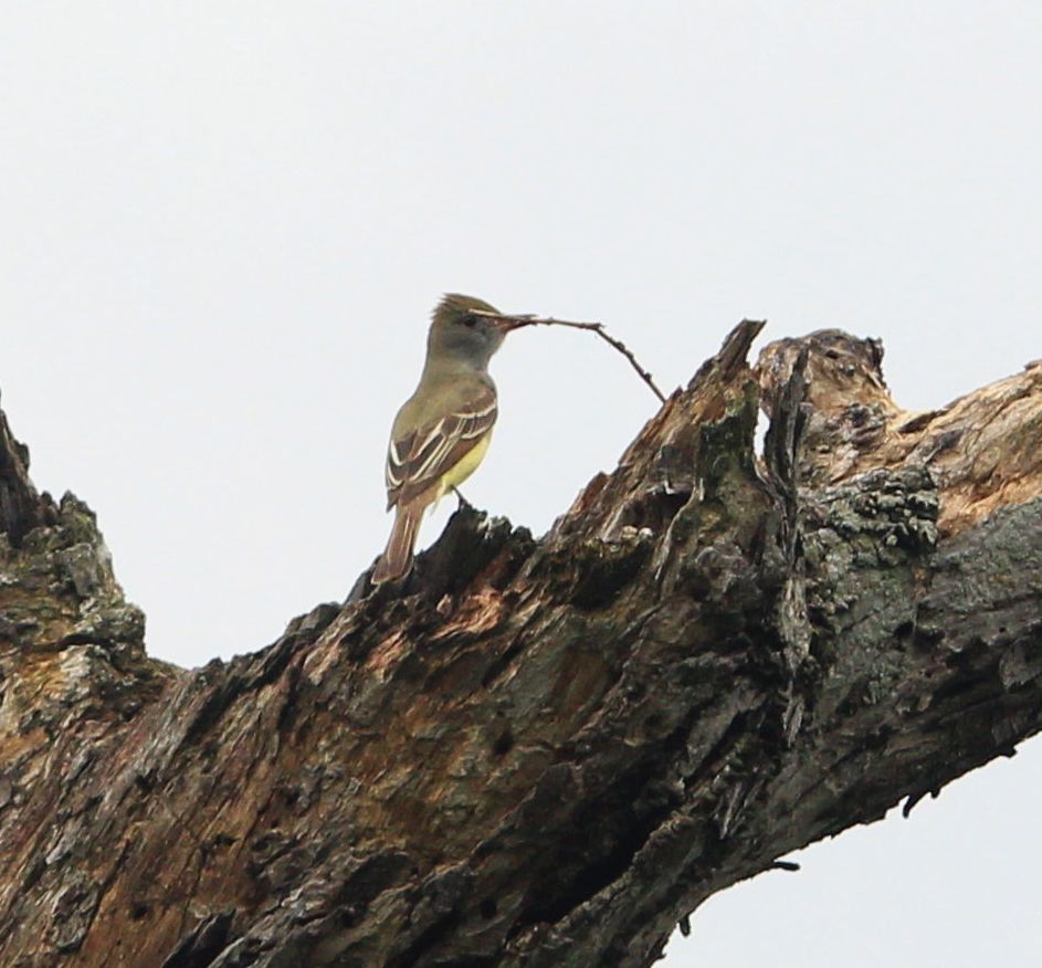 Great Crested Flycatcher