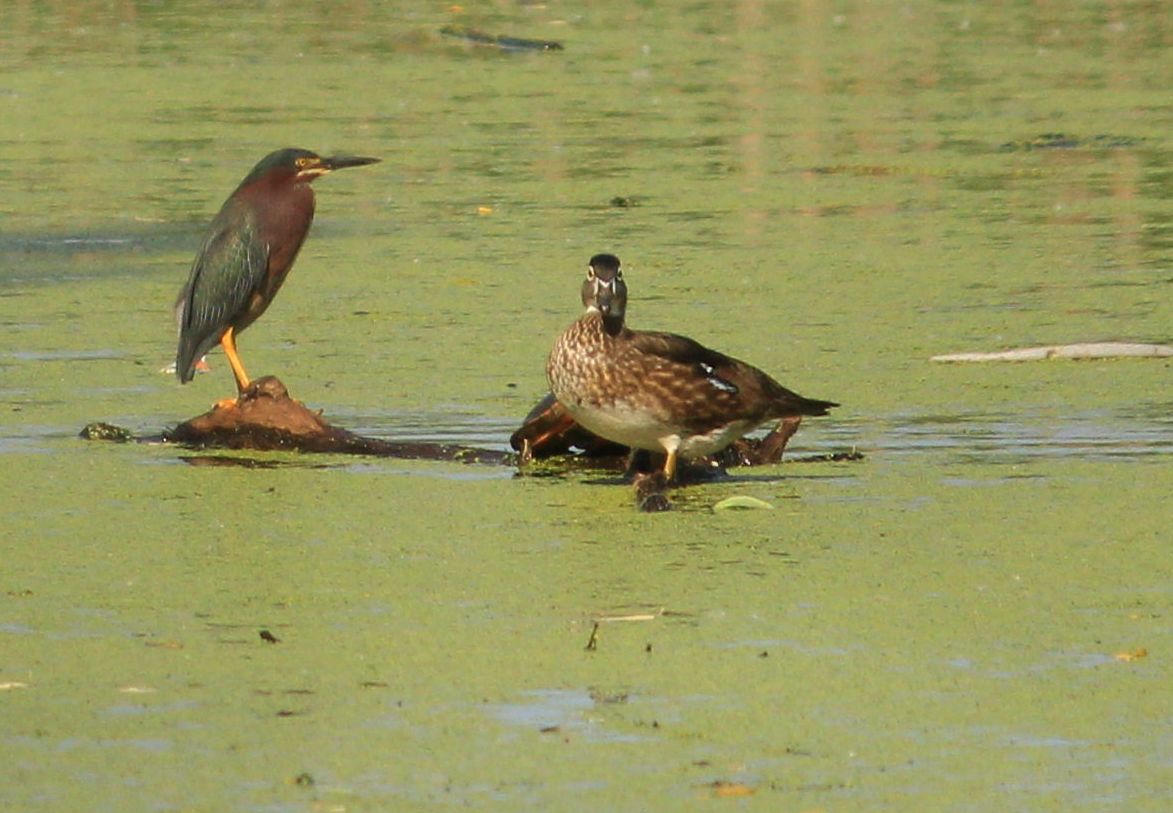 Green Heron and Female Wood Duck