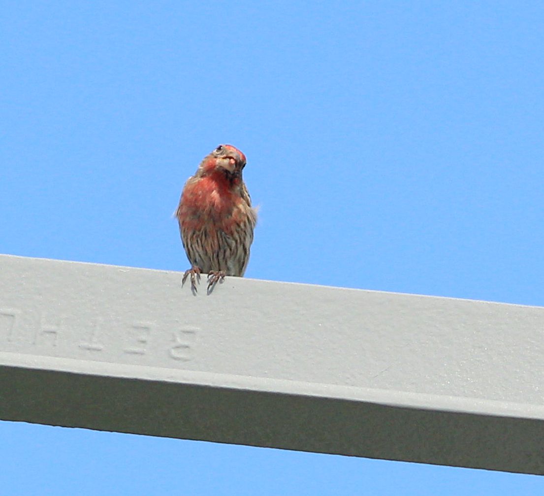 House Finch
