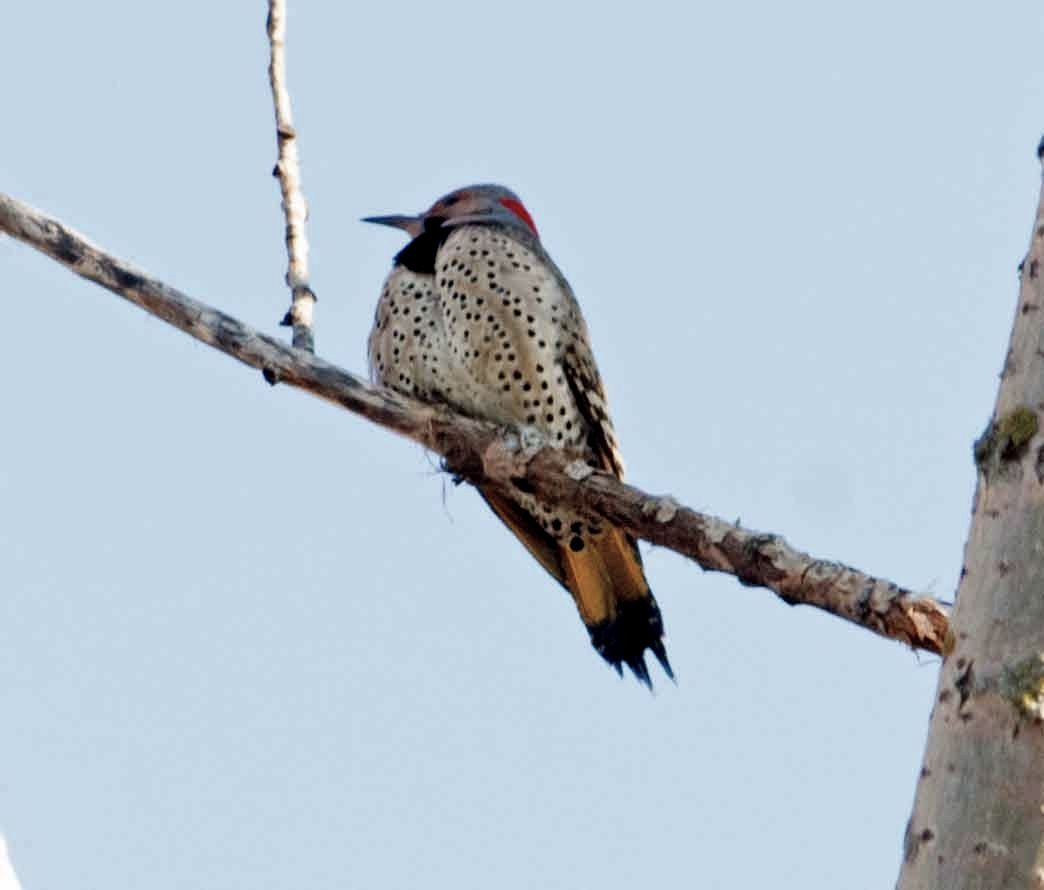 Northern flicker