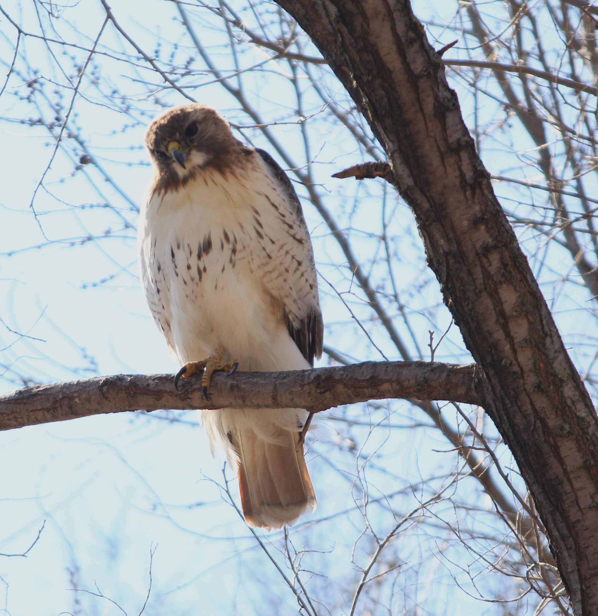 Red Tailed Hawk