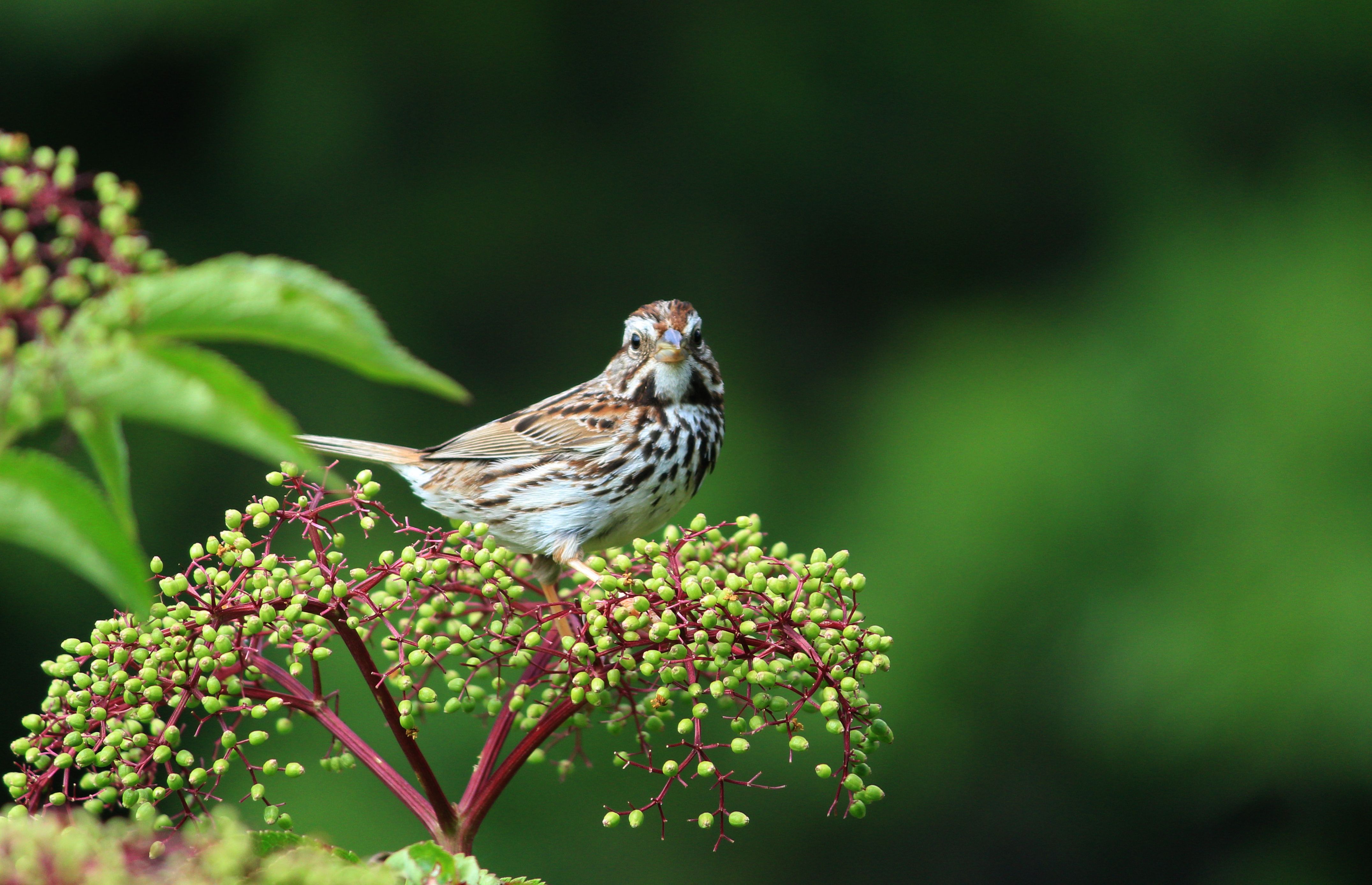 Song Sparrow
