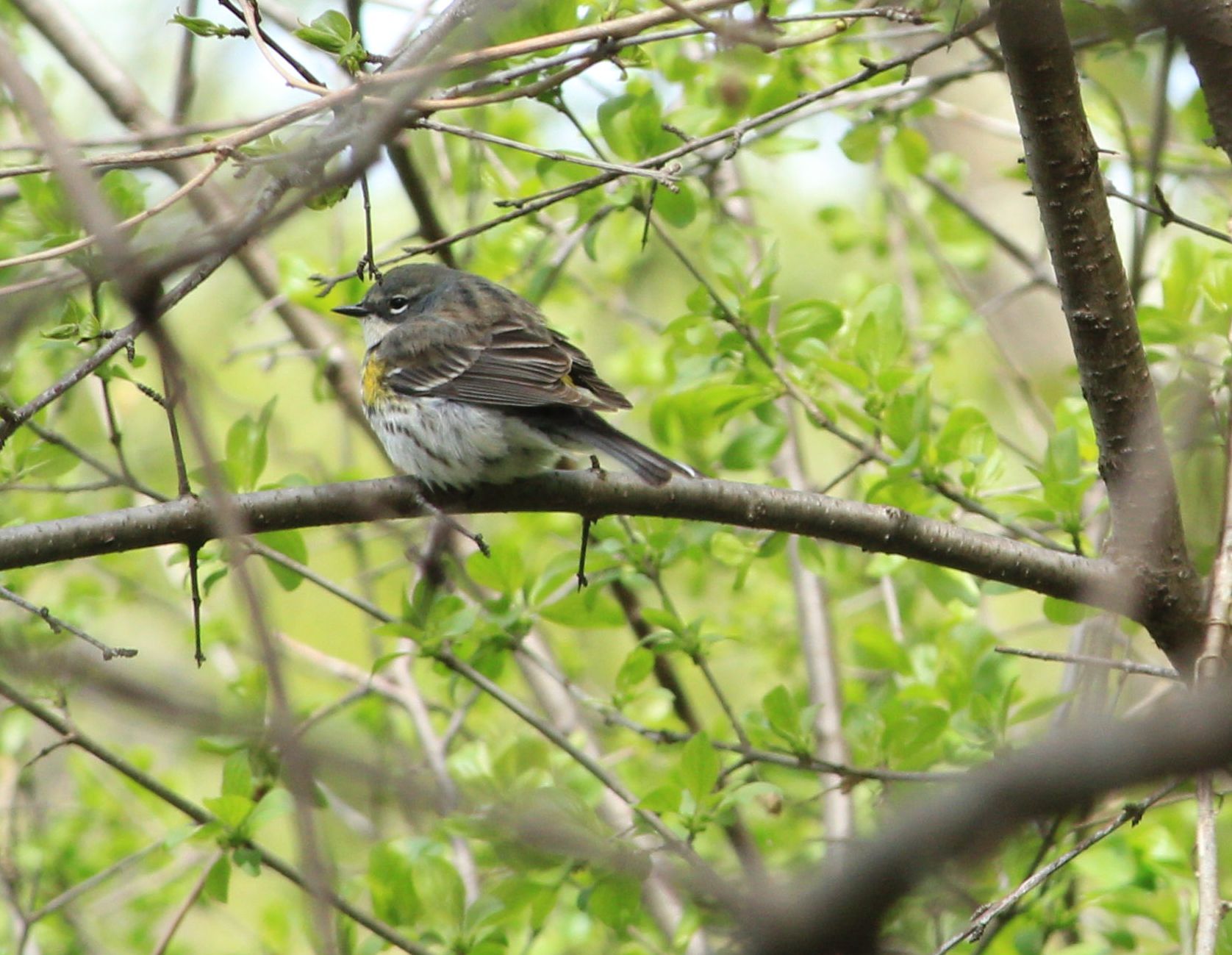 Yellow Rumped Warbler