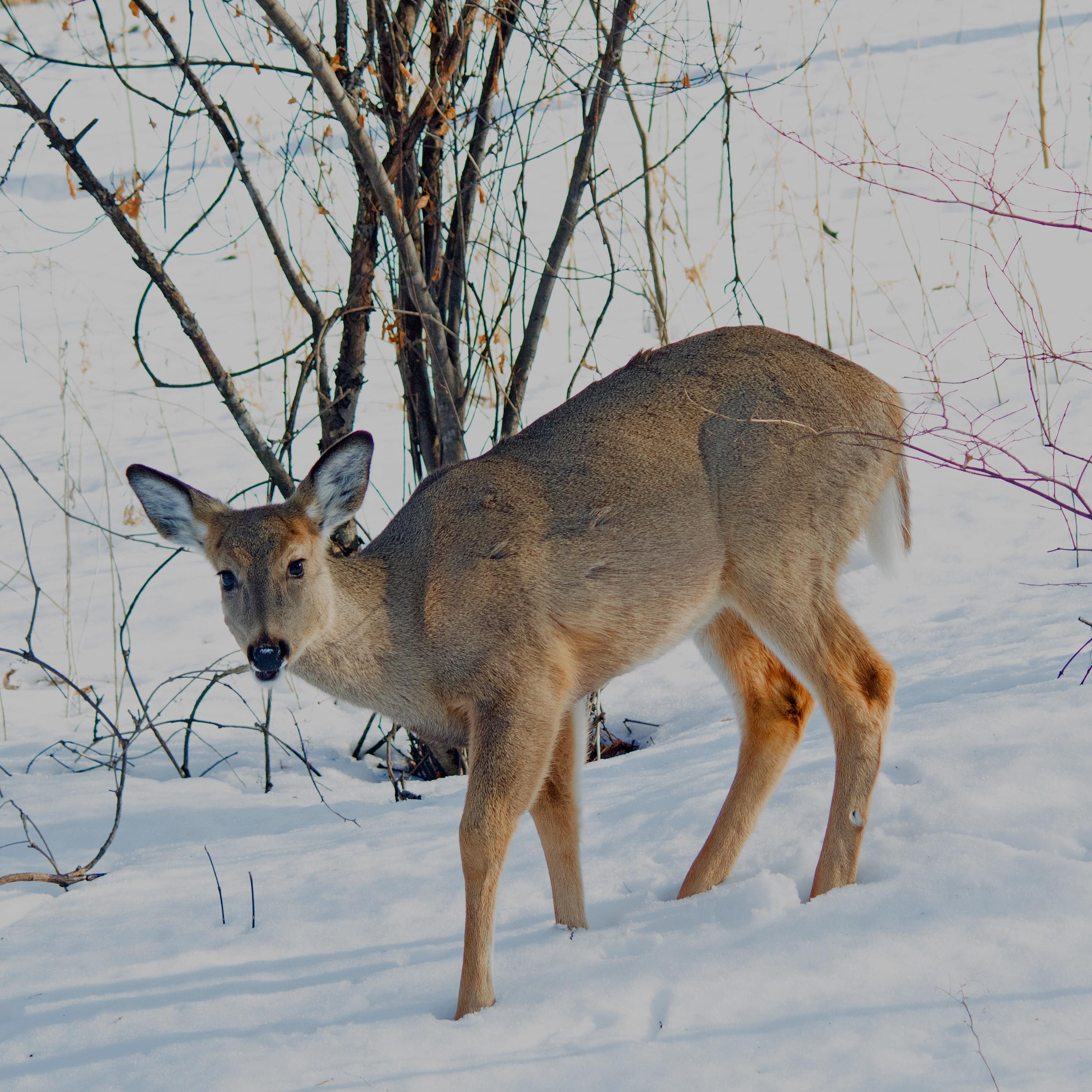Deer at Veterans Park