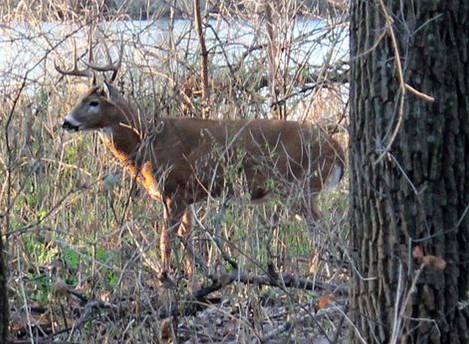 Deer at Woodlake