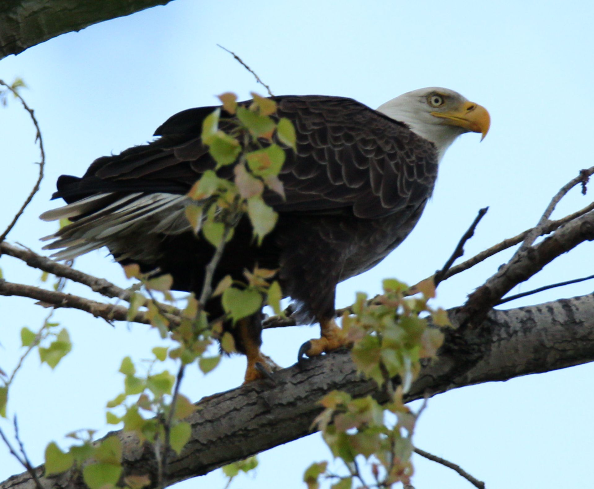 Eagle at Woodlake