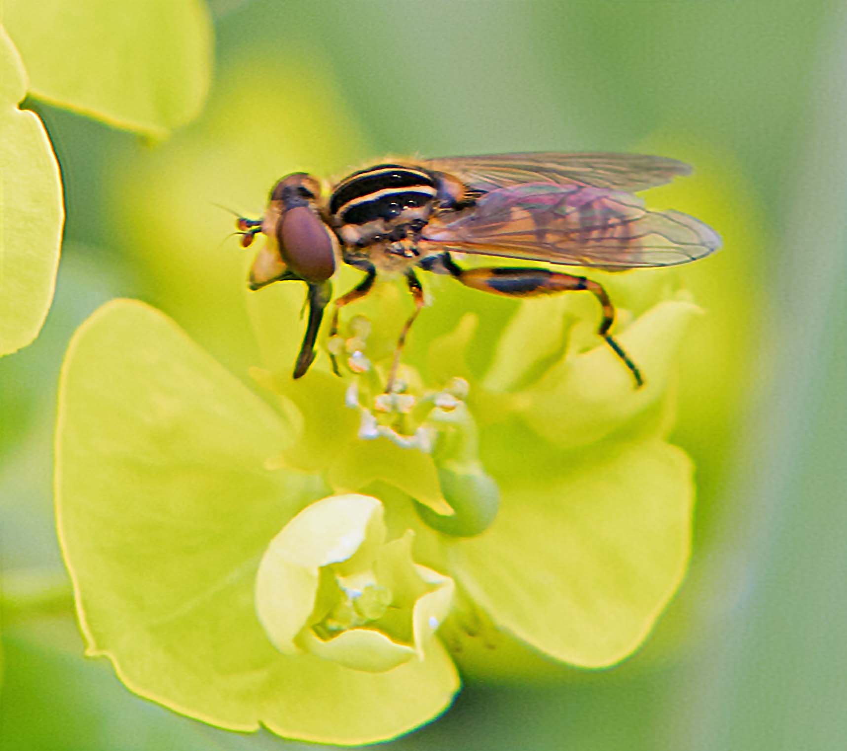 Hoverfly